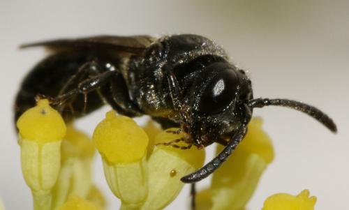 Réf. 190 045 : Psenulus fuscipennis